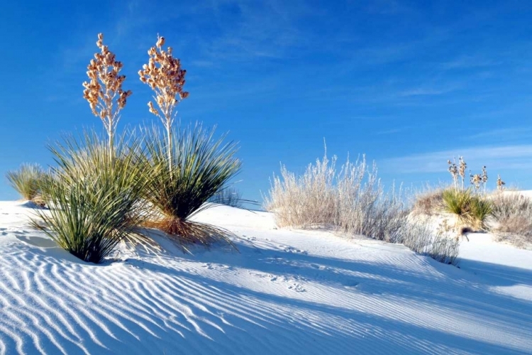 Picture of SAND SHADOWS II