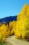 Picture of COLORADO COLOR I