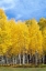 Picture of COLORADO COLOR II