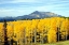 Picture of ASPENS OF AUTUMN I