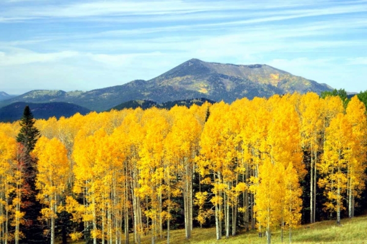 Picture of ASPENS OF AUTUMN I