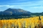 Picture of ASPENS OF AUTUMN II