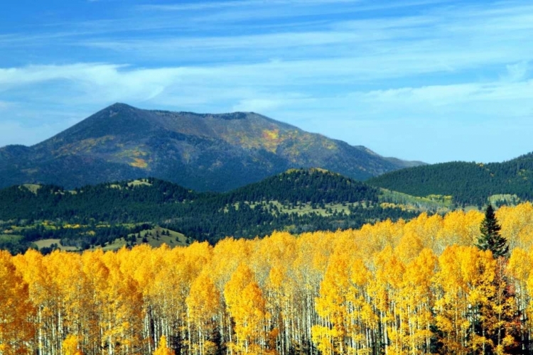 Picture of ASPENS OF AUTUMN II