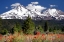 Picture of INDIAN PAINTBRUSH