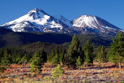 Picture of MORNING IN SHASTA