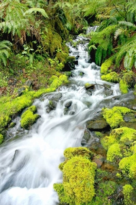 Picture of MOUNTAIN STREAM