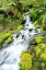 Picture of MOUNTAIN STREAM