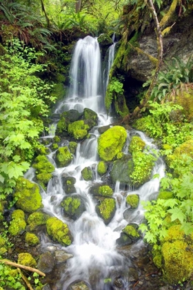 Picture of RAINFOREST FALLS