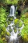 Picture of RAINFOREST FALLS