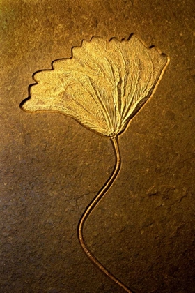 Picture of CRINOIDS II