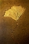 Picture of CRINOIDS II