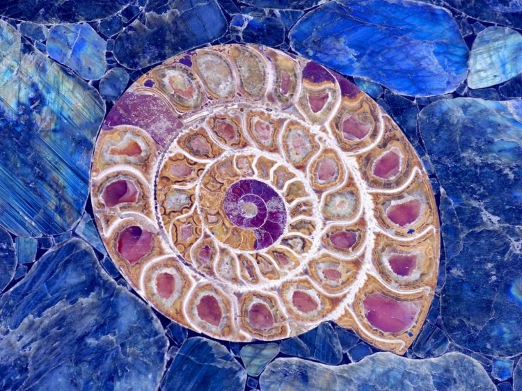 Picture of AMMONITE IN LABRADORITE