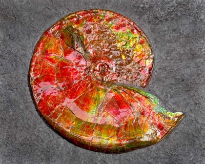 Picture of AMMONITE IN MATRIX