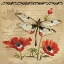 Picture of DRAGONFLY