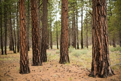 Picture of WILLAMETTE NATL FOREST I