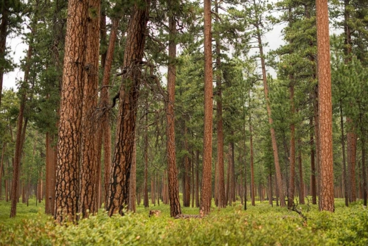 Picture of WILLAMETTE NATL FOREST III