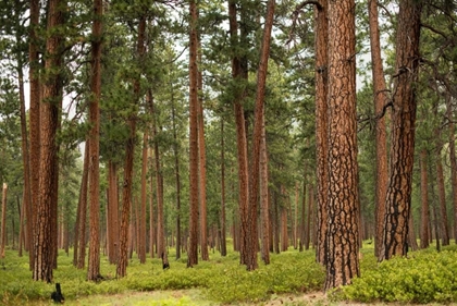 Picture of WILLAMETTE NATL FOREST IV