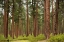Picture of WILLAMETTE NATL FOREST IV