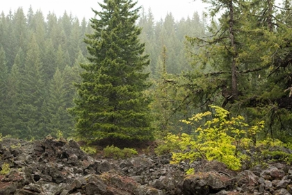 Picture of WILLAMETTE NATL FOREST V