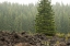 Picture of WILLAMETTE NATL FOREST VI
