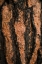 Picture of OREGON PINE II