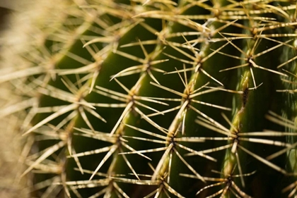 Picture of CACTUS DETAIL I