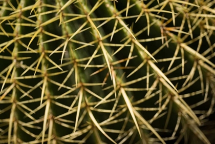 Picture of CACTUS DETAIL II
