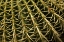 Picture of CACTUS DETAIL II