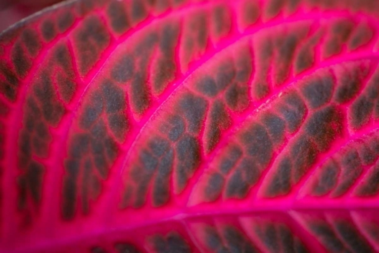 Picture of PINK LEAF I