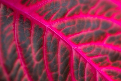 Picture of PINK LEAF II