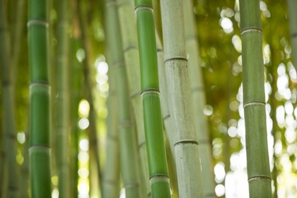 Picture of BAMBOO AND BOKEH I