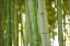 Picture of BAMBOO AND BOKEH I