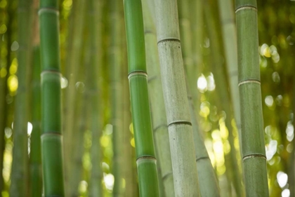 Picture of BAMBOO AND BOKEH II