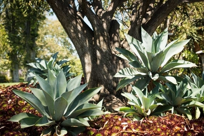Picture of AGAVE I