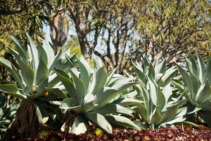Picture of AGAVE II