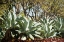 Picture of AGAVE II
