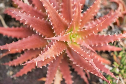Picture of ALOE I