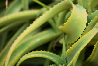 Picture of ALOE II