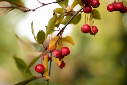 Picture of RED BERRIES I