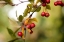 Picture of RED BERRIES I
