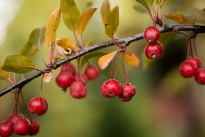 Picture of RED BERRIES II