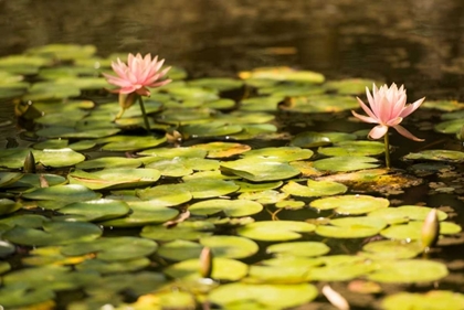 Picture of LOTUS POND I