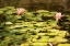 Picture of LOTUS POND I