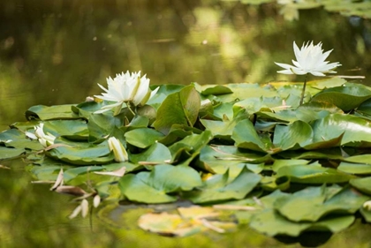 Picture of LOTUS POND II