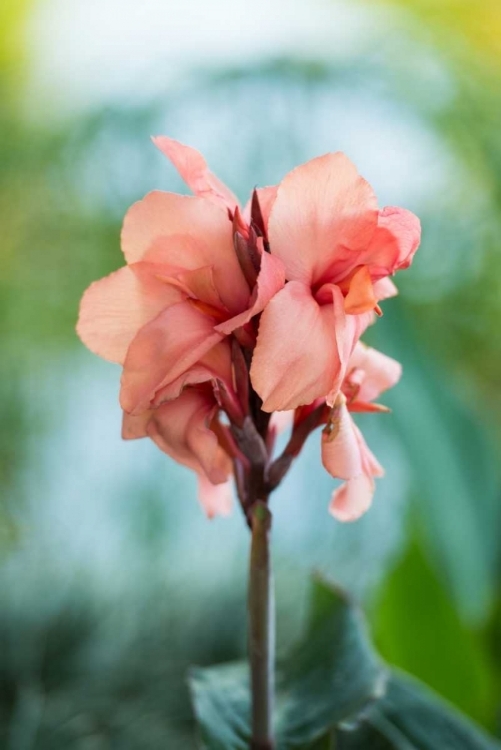 Picture of PINK BLOOM I