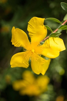 Picture of YELLOW BLOSSOM