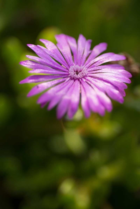 Picture of PURPLE BLOSSOM