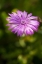 Picture of PURPLE BLOSSOM