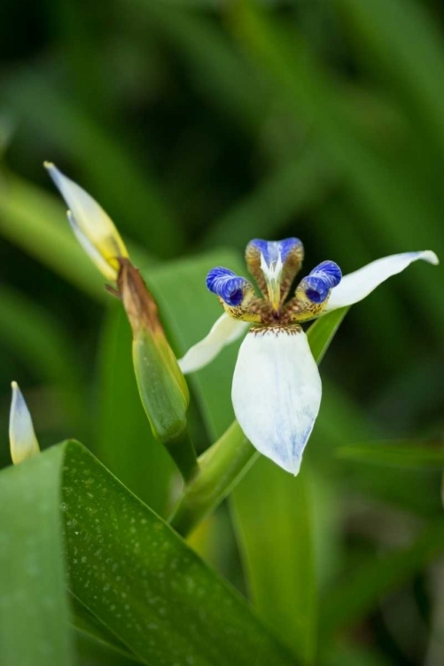 Picture of IRIS IN BLOOM