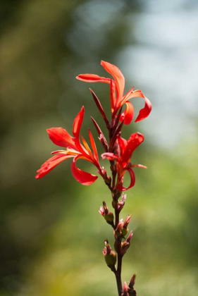 Picture of RED BLOOM